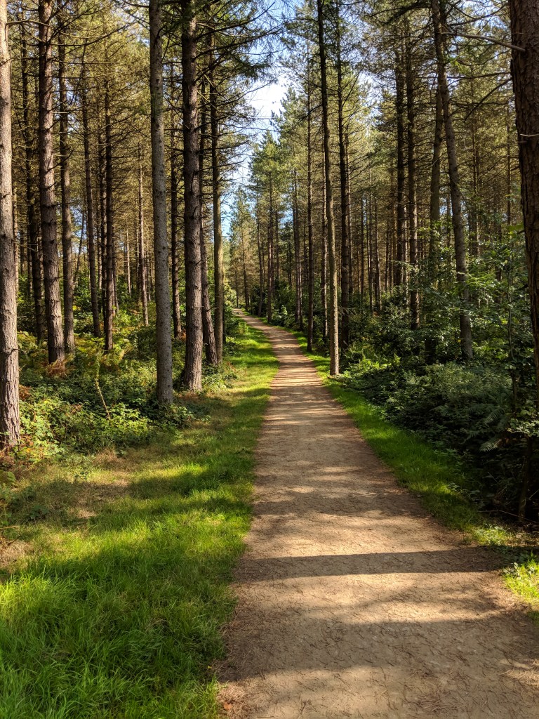 sandy path leading through pine trees  under a blue sky
