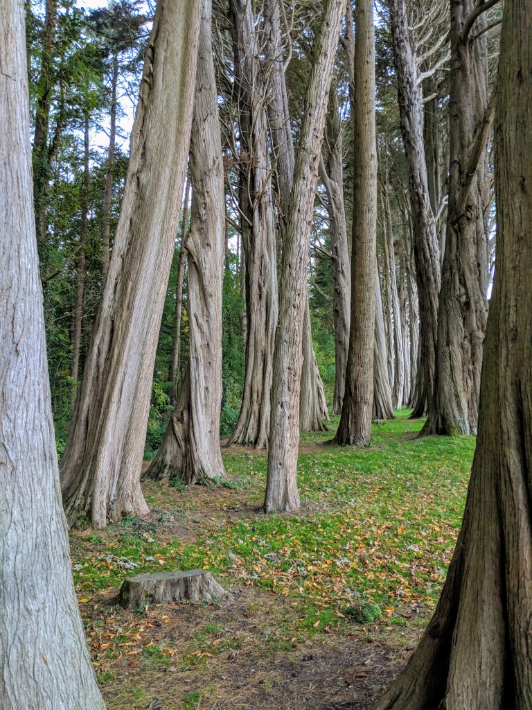 photo of lots of trees